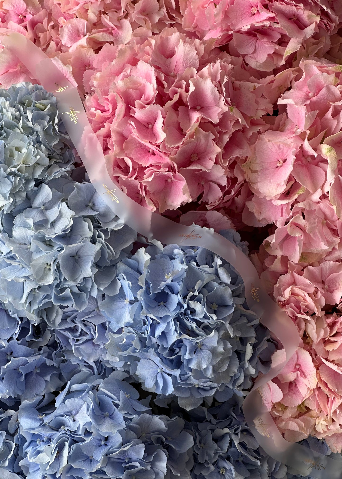 Dutch Hydrangea “Verena”